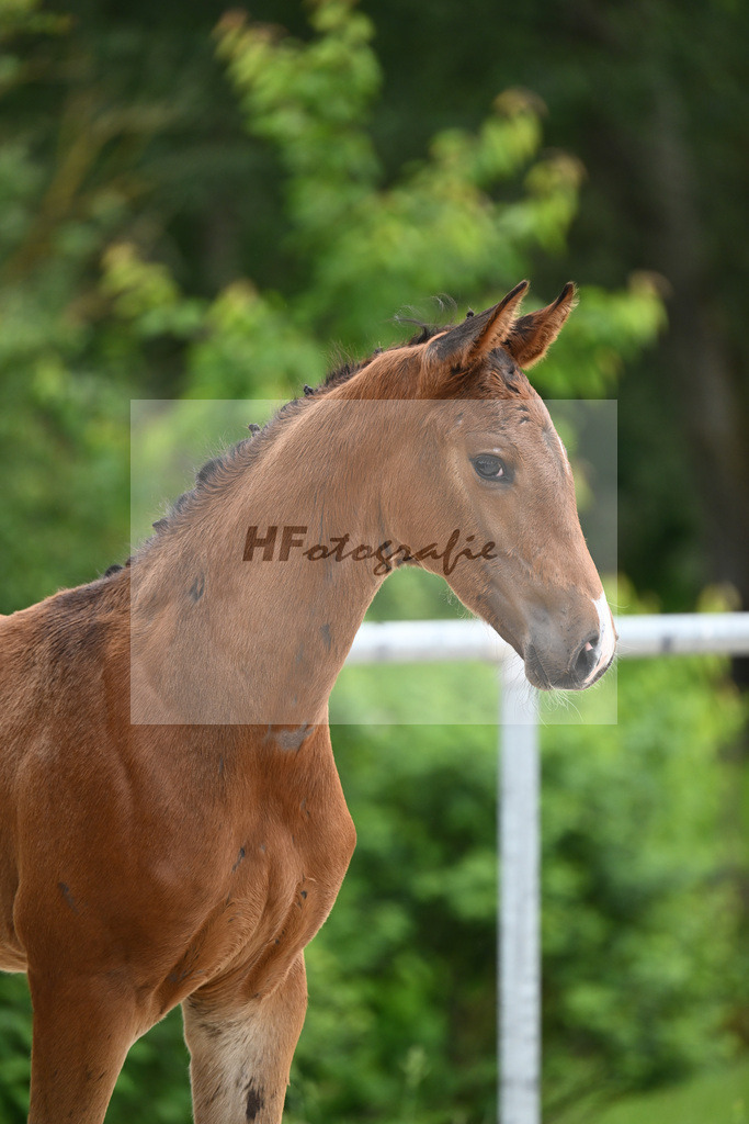 Conthalou x Catoki_HF_Lanzinner_20240837 | hf-fotografie - Realisiert mit Pictrs.com
