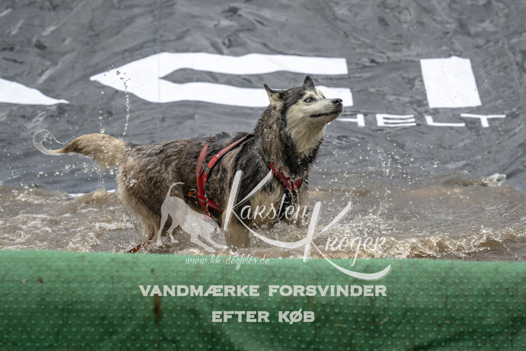 1558_ZZ91735 | kk-dogfotos