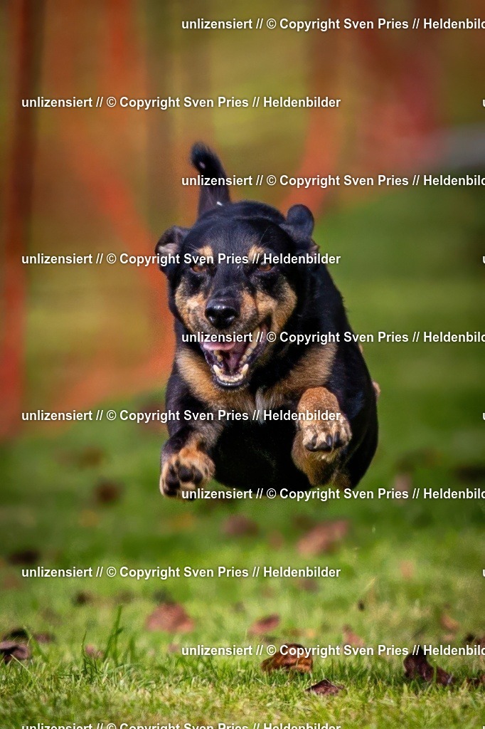 Sven Pries | 2024-09-22 - Hunderennen Baden-BadenPudelverein - Realisiert mit Pictrs.com