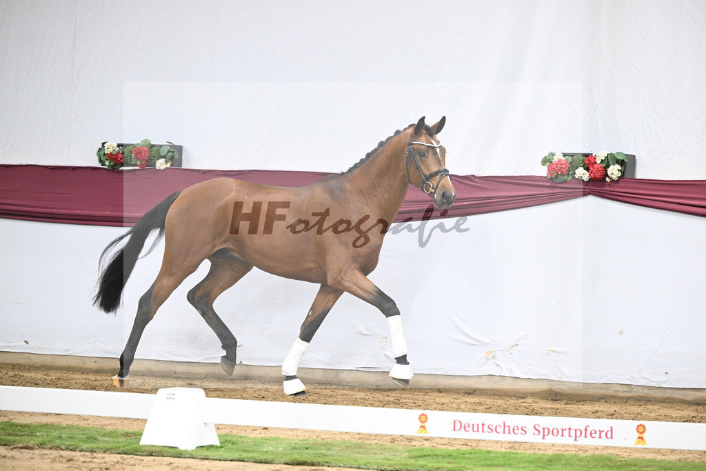 Kat-Nr. 44 Va Bene x Monte Bellino_Alfred Kohn_47251552 | hf-fotografie - Realisiert mit Pictrs.com