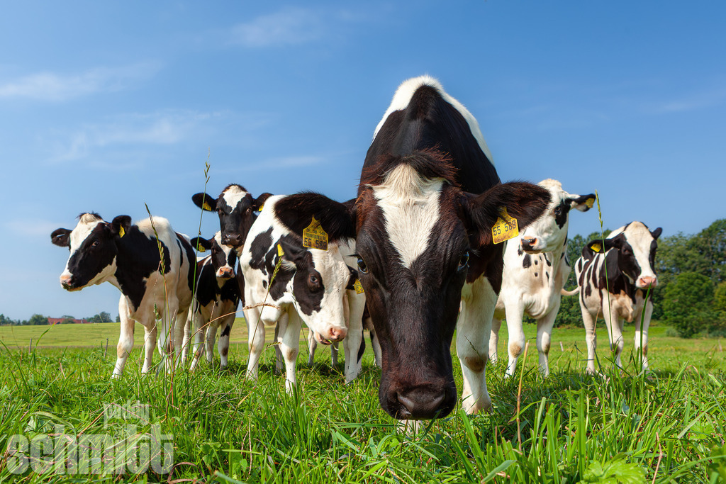 PS-Tiere-2026-9 | Entdecke die größte Bildgalerie der Region mit Fotografien aus dem Allgäu, der Bodenseeregion, Oberschwaben, dem Donautal und der Schwäbischen Alb. Landschaften, Luftaufnahmen und Reisefotografie als Wandbild und Fotokunst. - Realisiert mit Pictrs.com