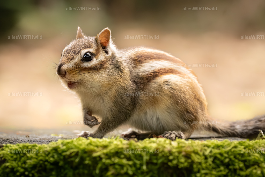 Sibirisches Streifenhörnchen | Entdecke die faszinierende Welt der Natur- und Wildlife-Fotografie von Daniel und Bärbel. Inspirierende Bilder von wilden Tieren und kleinen Naturwundern.
