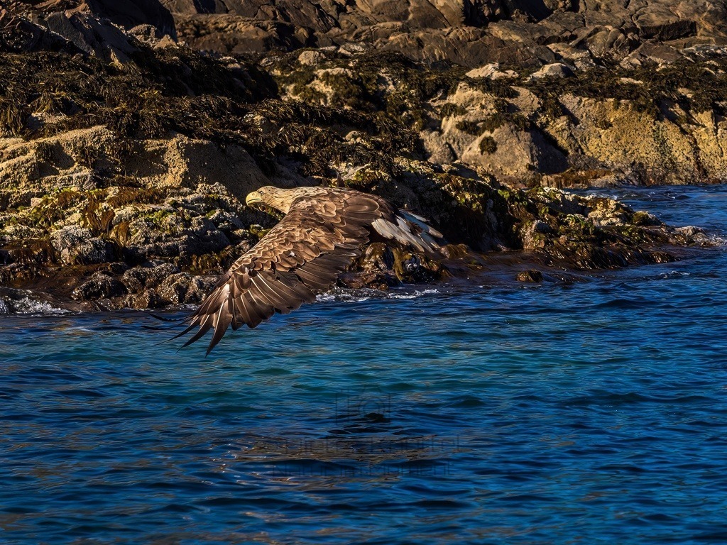 P1001632-LR-topaz-denoise-enhance | Natur im Moment - Realisiert mit Pictrs.com