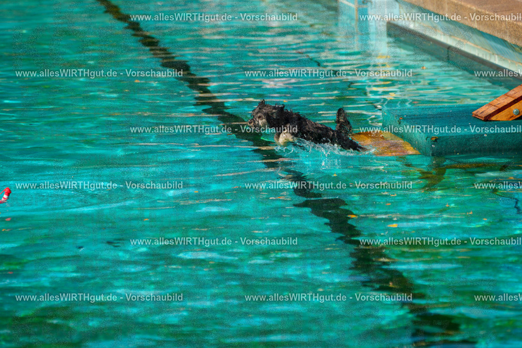 Hundeschwimmen_Grefrath_2026-allesWIRTHgut_Tierfotografie-13_18-7R508360 | Professionelle Tierfotografie in Mönchengladbach von Daniel Wirth (allesWIRTHgut). Liebevolle & natürliche Bilder von Hunden & Katzen für unvergessliche Erinnerungen.