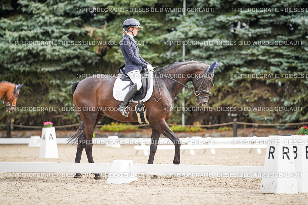 DSC01881 | Pferdegrafie