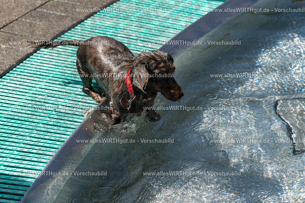 Hundeschwimmen_Volksbad_2026-allesWIRTHgut_Tierfotografie-2609061334-FAY06784 | Professionelle Tierfotografie in Mönchengladbach von Daniel Wirth (allesWIRTHgut). Liebevolle & natürliche Bilder von Hunden & Katzen für unvergessliche Erinnerungen.