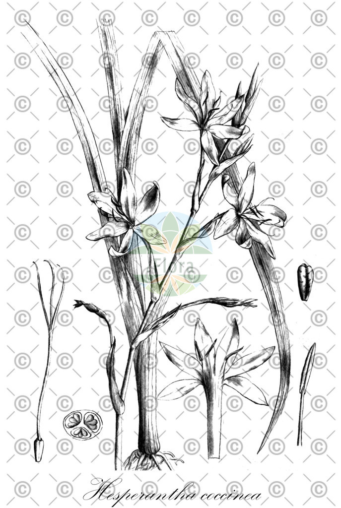 HistAbb_wfo-0000721077_1_ENZY_Simple | Historische Abbildung von Hesperantha coccinea - Iridaceae (Kaffernlilie) | Historical Illustration of Hesperantha coccinea - Iridaceae