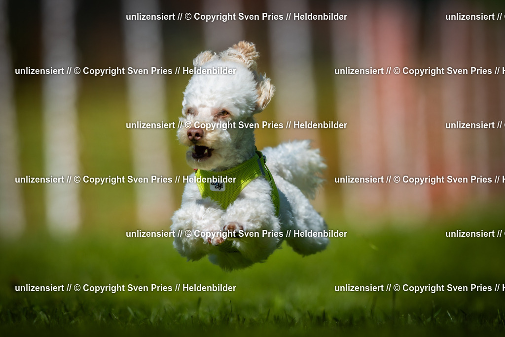 Hunderennen_April_2026_613 | 2026-04-26 - Hunderennen Baden-Oos April 2026 - Realisiert mit Pictrs.com