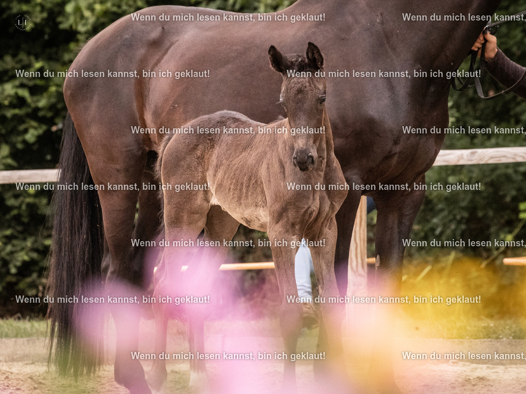 A10I5420 | photographylinaismer - Realisiert mit Pictrs.com