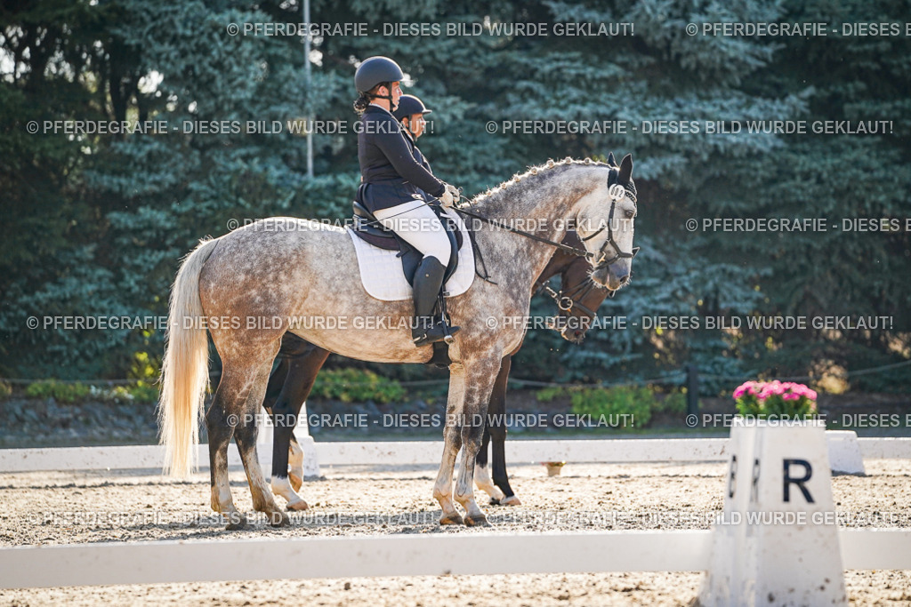 DSC08598 | Pferdegrafie