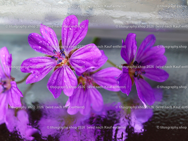 titusgraphy_P5287135-vz-ln | titusgraphy-shop: Geschenkideen mit Qualitätsfotos. titusgraphy-shop: gift ideas with quality photos. titusgraphy-shop: idées cadeaux avec photos de qualité.  - Realisiert mit Pictrs.com
