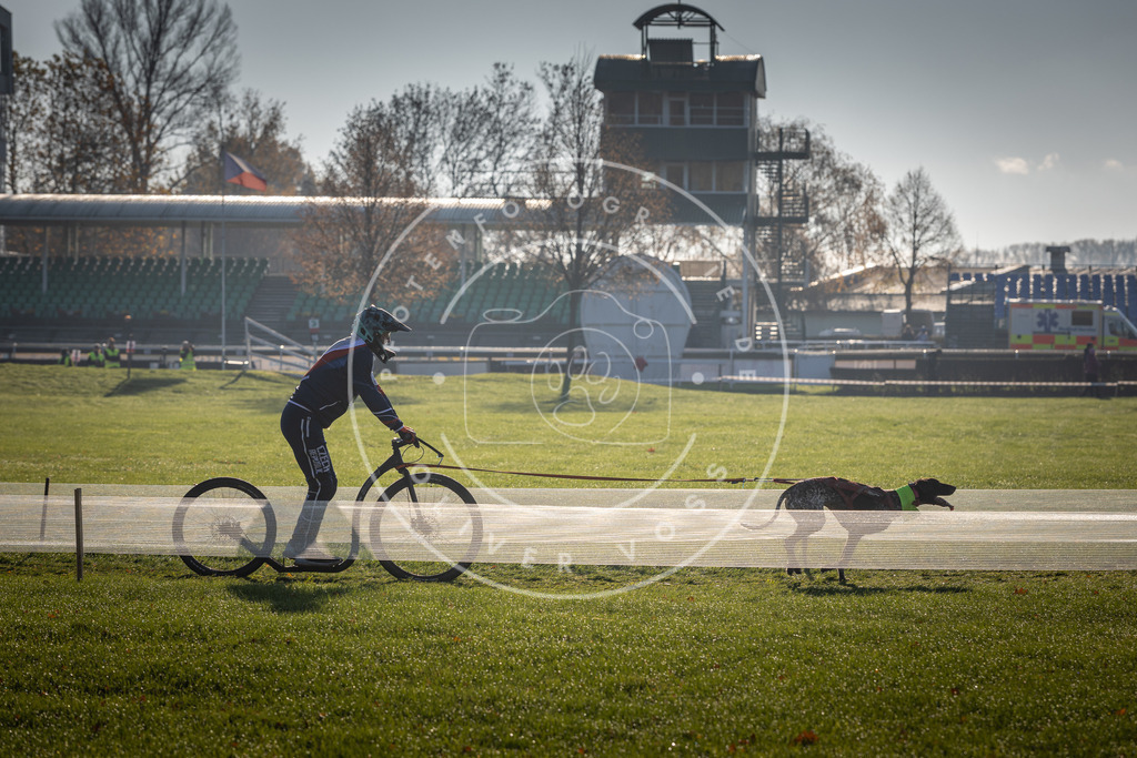 CaniXpix_DV3A1936 | Hundefotografie, Tierfotograf, Pfotenfotografie, Fotoshooting Hund, Hunde Portrait, Hundesport, Hundeportraits, Heideshooting, Hunde, Sportfotograf, Hundefotograf, Turnierhundsport, THS,  - Realisiert mit Pictrs.com