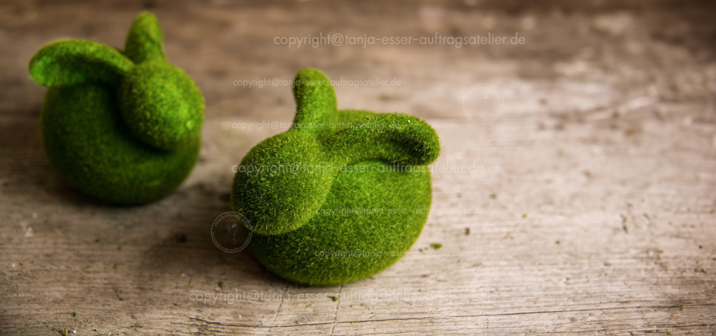 Mooshasen E | Cute bunnies made of moss on a wooden board for Easter. Copy Space.