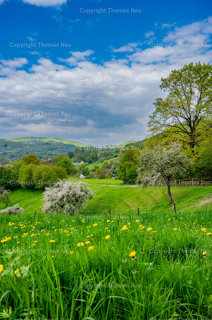 Wilmshausen-Fruehling-Bensheim-Fotografie-Thomas-Neu-39-Bearbeitet Kopie | Frühlingslandschaft bei Wilmshausen, einem Stadtteil von Bensheim an der Hessischen Bergstraße. Blühende Streuobstwiesen, saftig grüne Wiesen und die locker bebauten Häuser des Ortes prägen das idyllische Bild. Im Hintergrund erheben sich die bewaldeten Höhen des Odenwaldes. Typische Kulturlandschaft der Bergstraße zur Obstblütezeit.Bild: THomas Neu