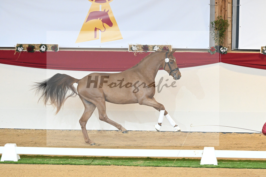Kat-Nr. 73 Vaderland_Galneder_1230426 | hf-fotografie - Realisiert mit Pictrs.com