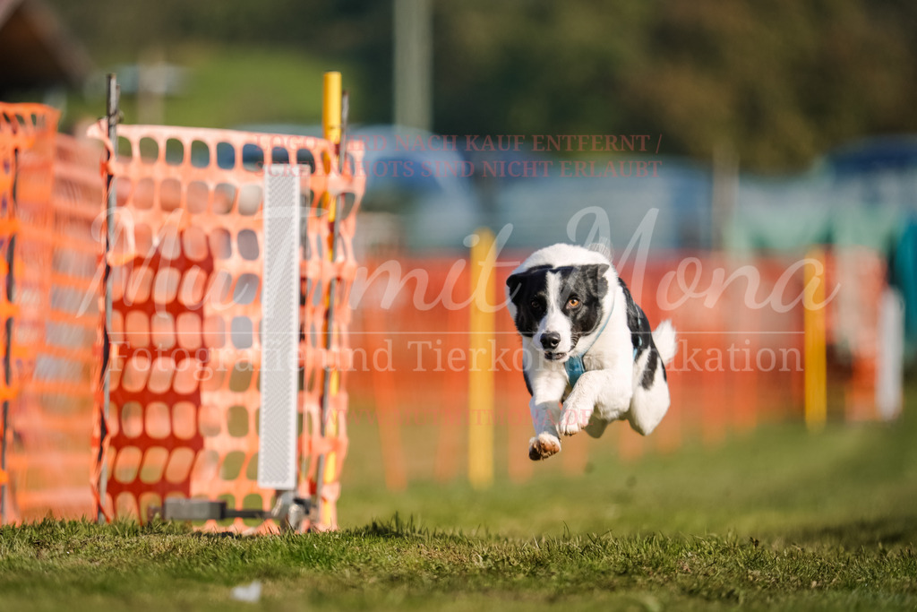 20250928_Hunderennen-134 | MuT (Mensch und Tier) mit Mona - Fotografie und Tierkommunikation - Realisiert mit Pictrs.com