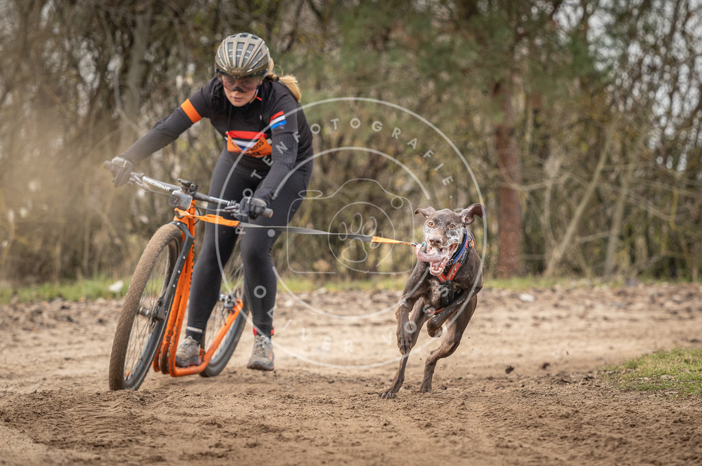 Pfotenfotografie_DV3A9337 | Hundefotografie, Tierfotograf, Pfotenfotografie, Fotoshooting Hund, Hunde Portrait, Hundesport, Hundeportraits, Heideshooting, Hunde, Sportfotograf, Hundefotograf, Turnierhundsport, THS,  - Realisiert mit Pictrs.com