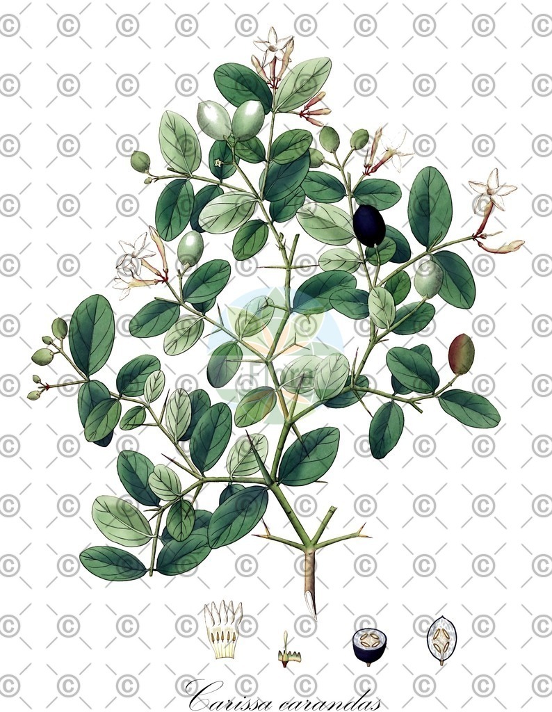 HistAbb_wfo-0000588056_1_ENZY_Simple | Historische Abbildung von Carissa carandas - Apocynaceae | Historical Illustration of Carissa carandas - Apocynaceae