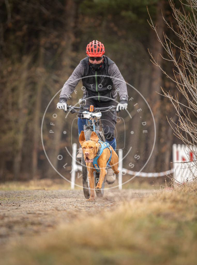 DV3A3309 | Hundefotografie, Tierfotograf, Pfotenfotografie, Fotoshooting Hund, Hunde Portrait, Hundesport, Hundeportraits, Heideshooting, Hunde, Sportfotograf, Hundefotograf, Turnierhundsport, THS,  - Realisiert mit Pictrs.com