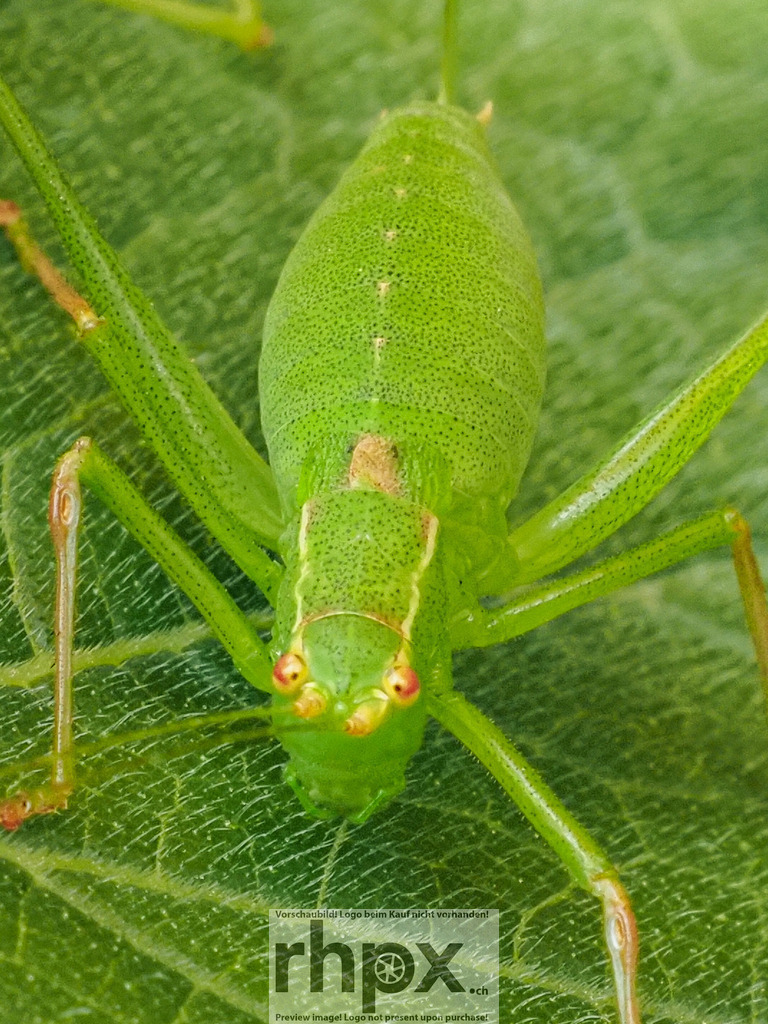Grüne Heuschrecke auf Blatt | Detail. Tarnung. Leben.Diese faszinierende Makroaufnahme zeigt eine leuchtend grüne Heuschrecke in ihrer natürlichen Umgebung. Die feinen Strukturen des Insekts verschmelzen fast perfekt mit der Oberfläche des Blattes und machen die beeindruckende Anpassungsfähigkeit der Natur unmittelbar erlebbar.Wähle unter "Produktauswahl" dein Wunschformat: Vom klassischen Wandbild über Puzzle &amp; Tassen bis zum digitalen Download (z.B. als Handy-Hintergrund). - Realisiert mit Pictrs.com