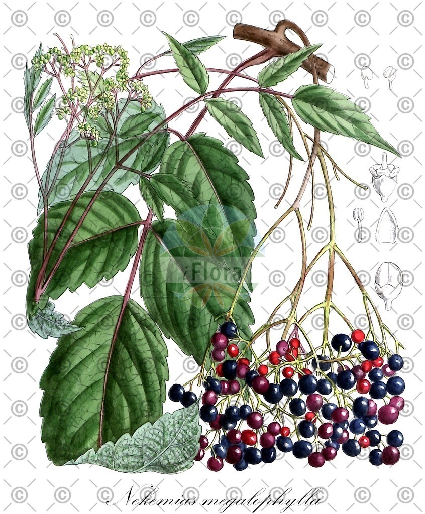 HistAbb_wfo-0000379839_2_ENZY_Simple | Historische Abbildung von Nekemias megalophylla - Vitaceae | Historical Illustration of Nekemias megalophylla - Vitaceae