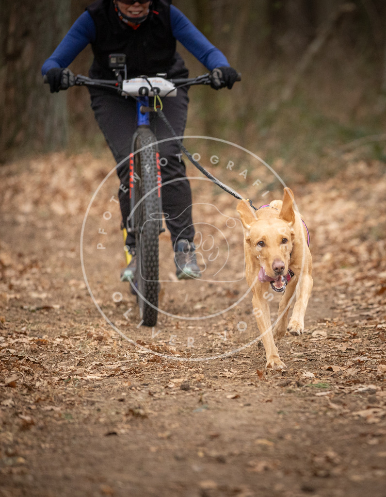 Pfotenfotografie_DV3A7176 | Hundefotografie, Tierfotograf, Pfotenfotografie, Fotoshooting Hund, Hunde Portrait, Hundesport, Hundeportraits, Heideshooting, Hunde, Sportfotograf, Hundefotograf, Turnierhundsport, THS,  - Realisiert mit Pictrs.com