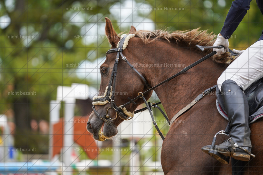 20221009-FAH08763 | Diessen am Ammersee, 2022, Dressur- und Springturnier, Reitsportbilder, Turnierfotografen Bayern, Pferdefotografen, Fotoagentur Herrmann, Turnierbilder