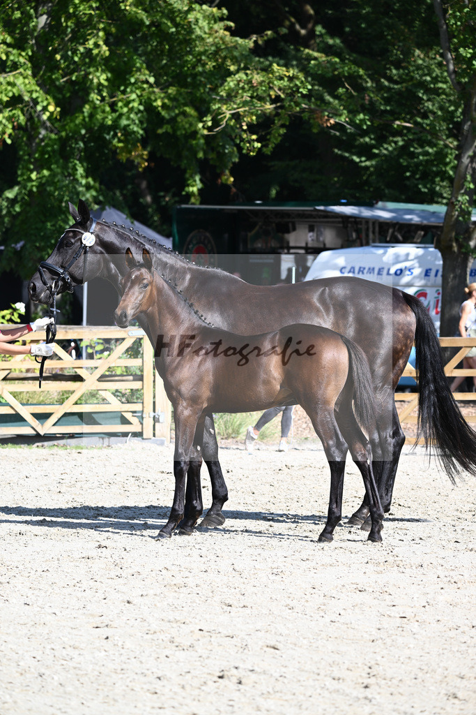 Praesentation Auktionsfohlen_36230370 | hf-fotografie - Realisiert mit Pictrs.com