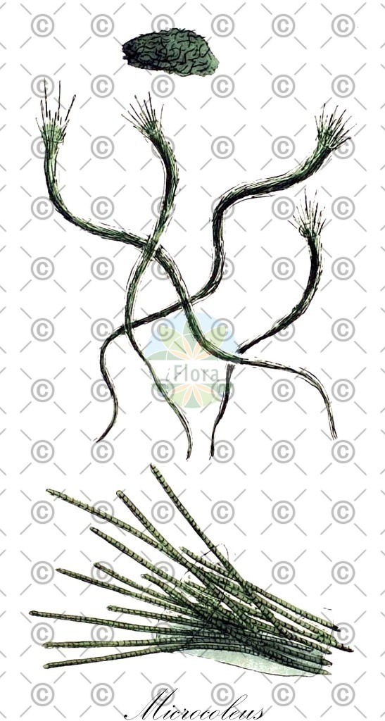 HistAbb_wfo-0000451628_1_ENZY_Simple | Historische Abbildung von Microcoleus - Oscillatoriaceae (0) | Historical Illustration of Microcoleus - Oscillatoriaceae (0)