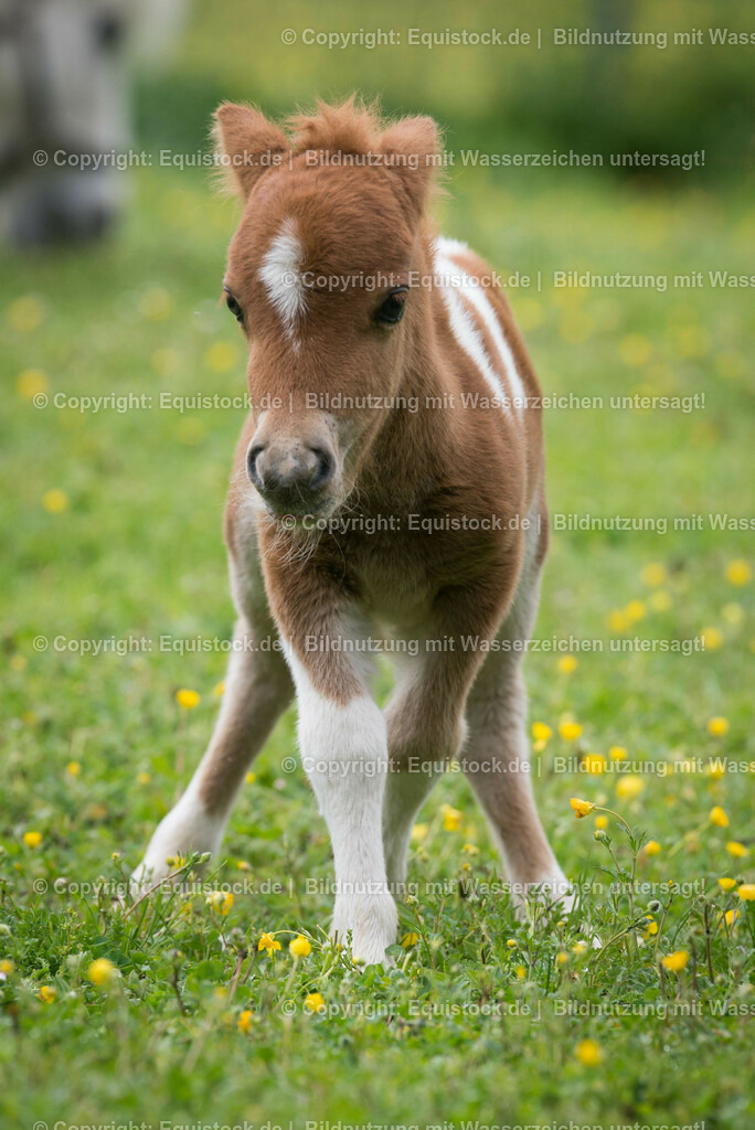 20150502_Fohlen_0005 | equistock