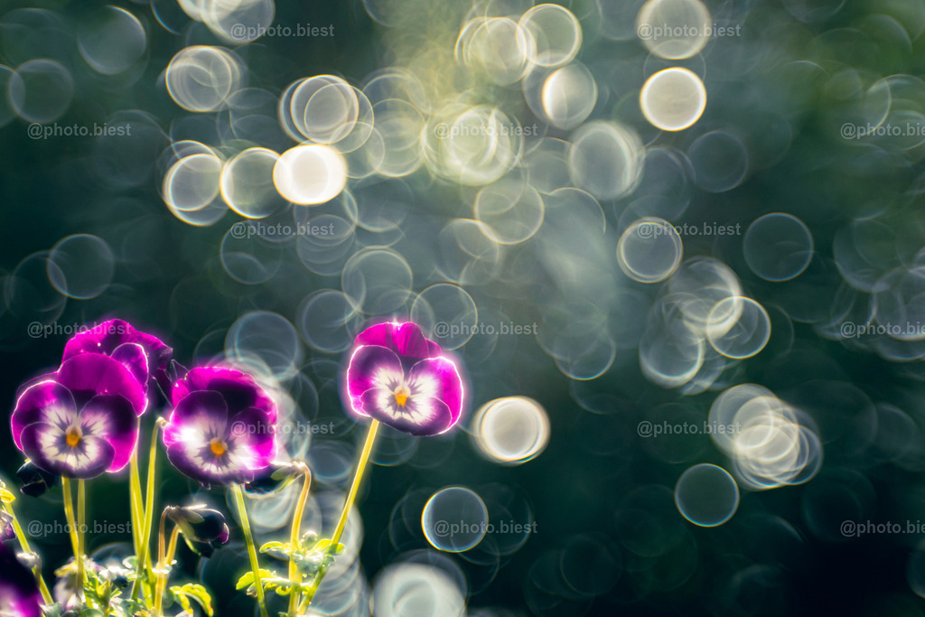 Blumengesichter | Frühlingsblumen im Bubblegewand. - Realisiert mit Pictrs.com