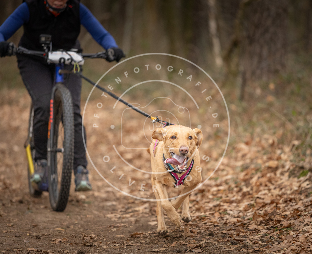 Pfotenfotografie_DV3A7183 | Hundefotografie, Tierfotograf, Pfotenfotografie, Fotoshooting Hund, Hunde Portrait, Hundesport, Hundeportraits, Heideshooting, Hunde, Sportfotograf, Hundefotograf, Turnierhundsport, THS,  - Realisiert mit Pictrs.com