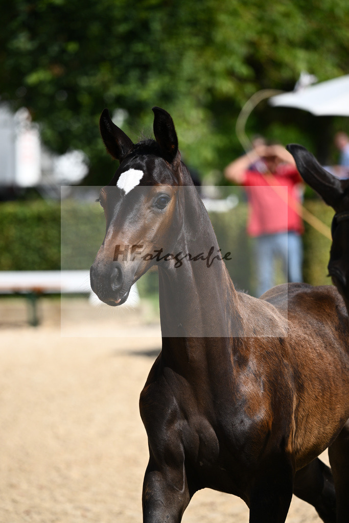 Kat-Nr. 17 HF Floricello x Sir Donnerhall_Zimmermann_27230240 | hf-fotografie - Realisiert mit Pictrs.com