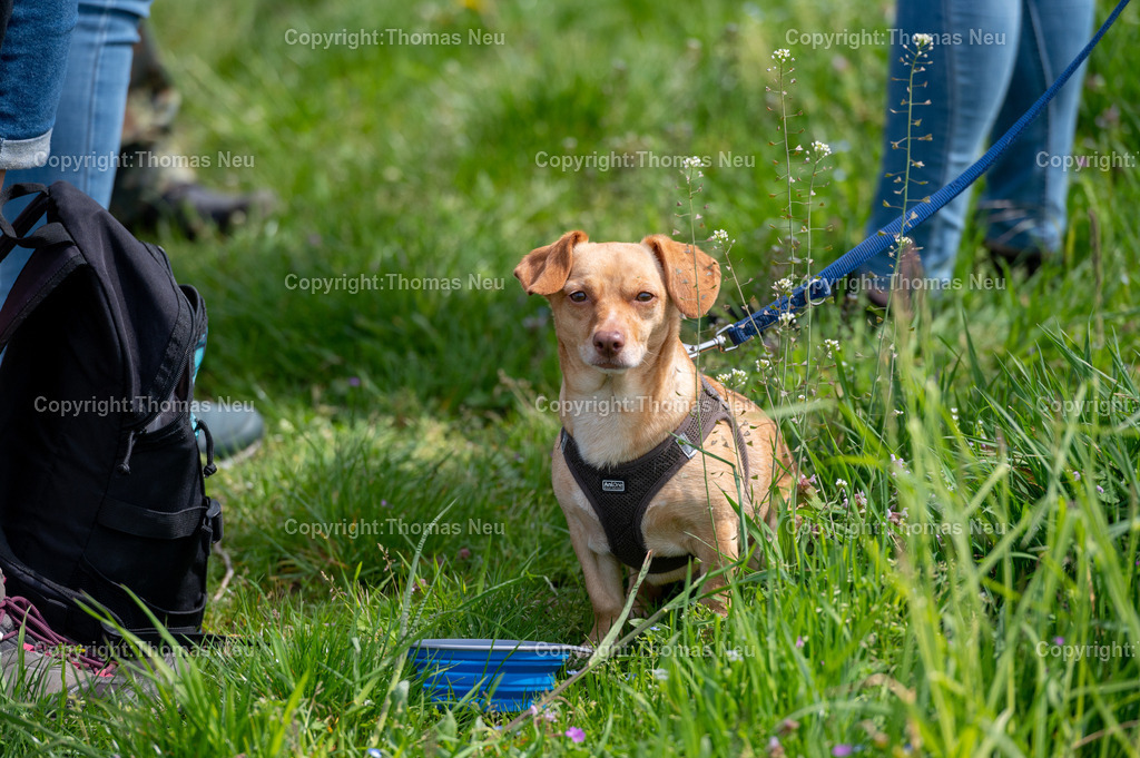 DSC_9930 | bre, Bergsträßer Weinlagenwanderung,,Rast oberhalb des Fürstenlagers, für den Hund gab es Wasser statt Wein,  Bild: Thomas Neu
