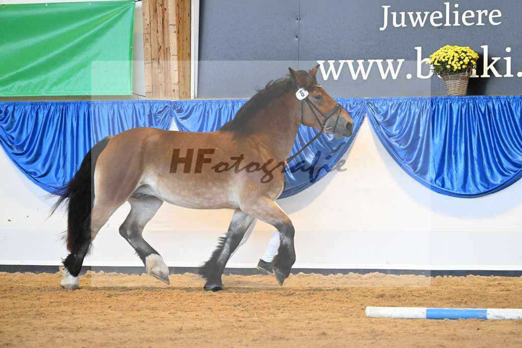 Kat-Nr. 8 Finja_Boes_53220962 | hf-fotografie - Realizzato con Pictrs.com