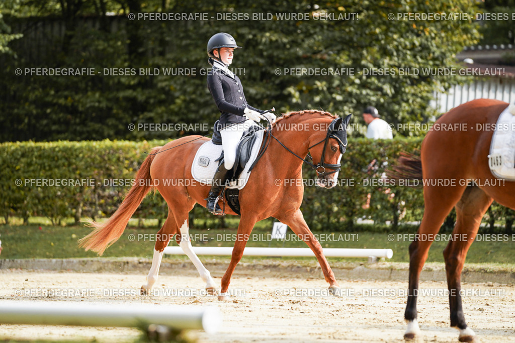 DSC04135 | Pferdegrafie