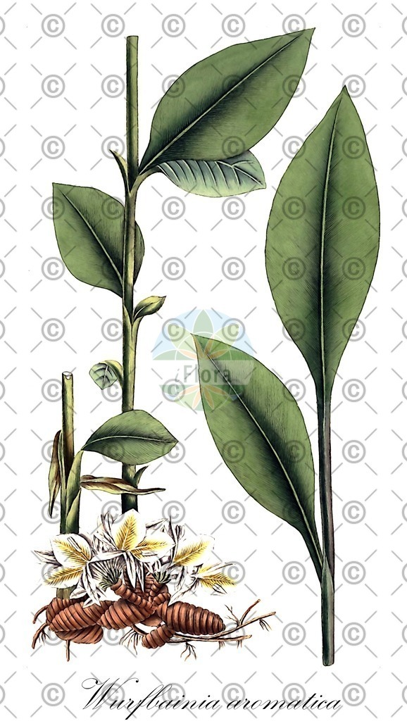 HistAbb_wfo-0001038880_1_ENZY_Simple | Historische Abbildung von Wurfbainia aromatica - Zingiberaceae | Historical Illustration of Wurfbainia aromatica - Zingiberaceae