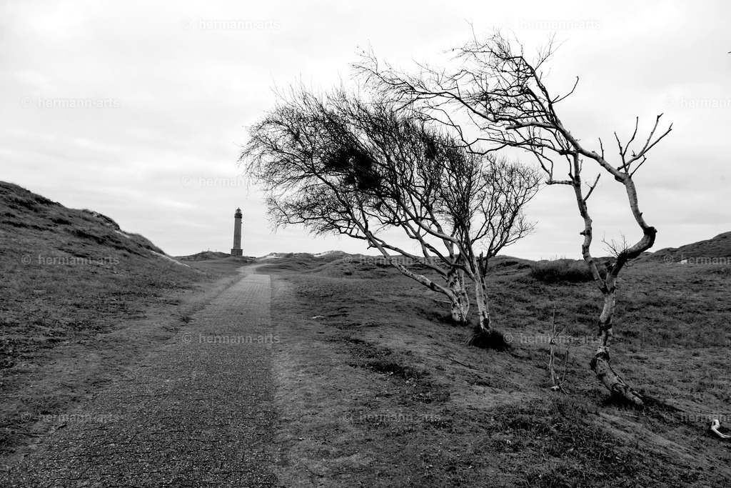 Trees_fine_Art_0052 | Photo Foto Kunst Art schwarzweiss Bilder Rheine Münster Berlin Blumen 