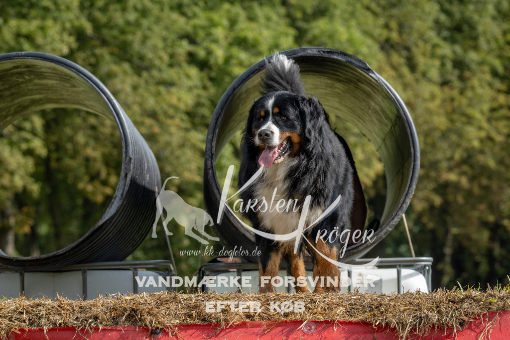 1135_ZZ94885 | kk-dogfotos