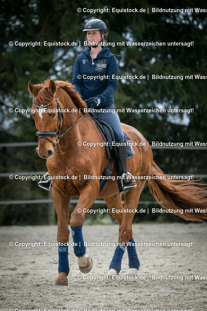 20160328_Fuchs_im_Training_0003 1 | equistock