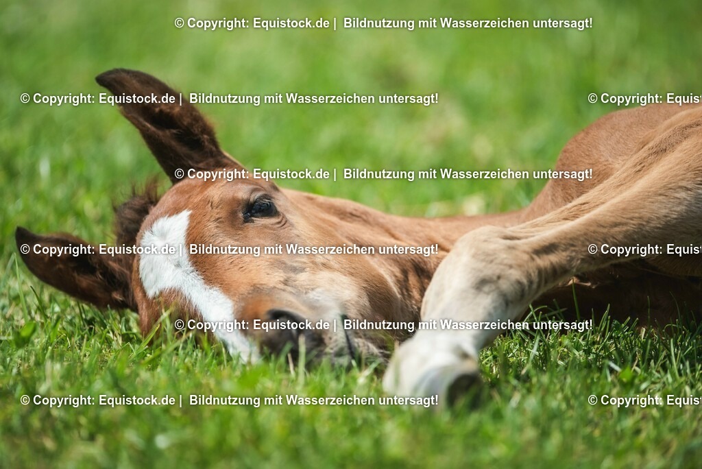 20210617_Fohlen_0297 | Foto: Thomas Hartig