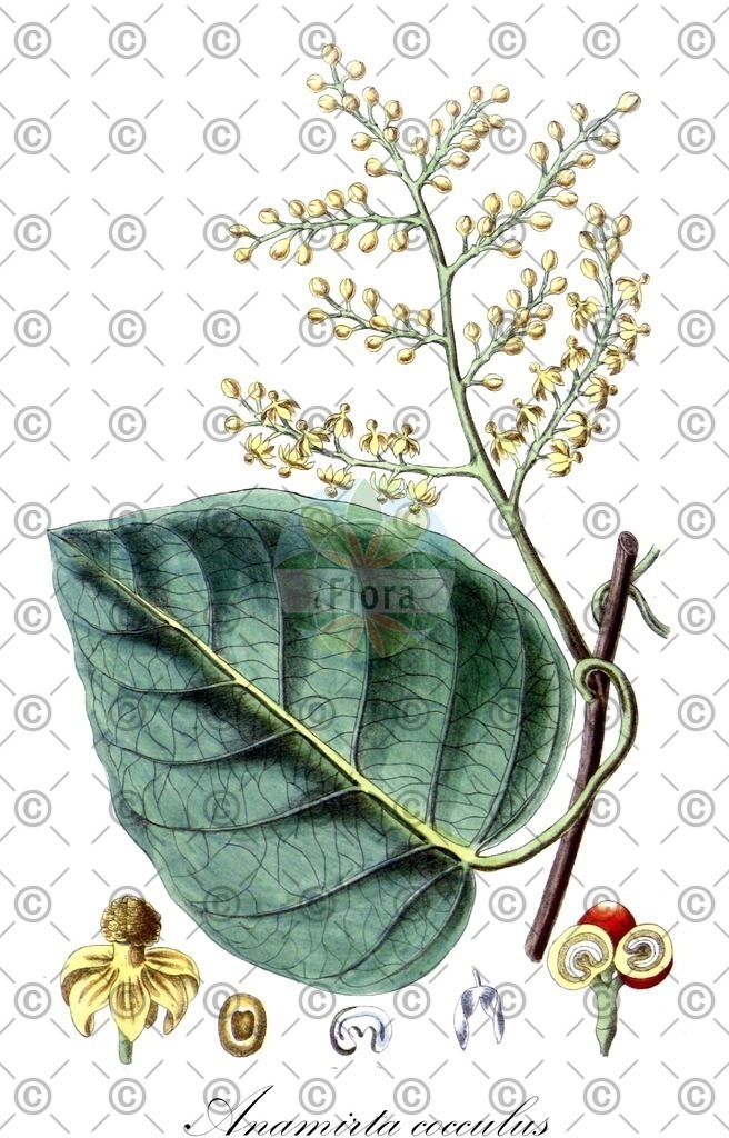 HistAbb_wfo-0000533338_1_ENZY_Simple | Historische Abbildung von Anamirta cocculus - Menispermaceae (Kokkelspflanze) | Historical Illustration of Anamirta cocculus - Menispermaceae