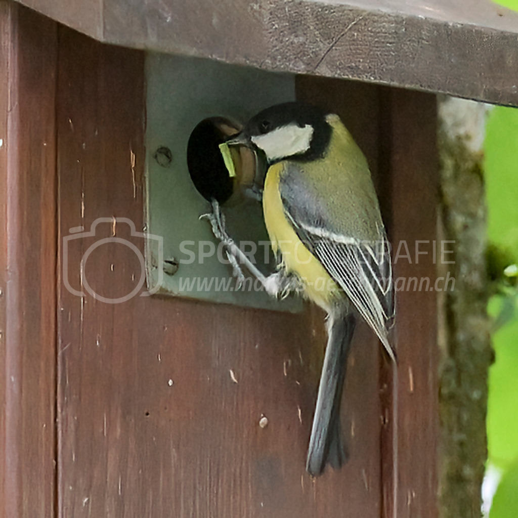 20240509_0930_AEM_nefti_3265-Bearbeitet | 09.05.2024 / , Neftenbach

Bild: Sportfotografie Markus Aeschimann | www.markus-aeschimann.ch - Realisiert mit Pictrs.com