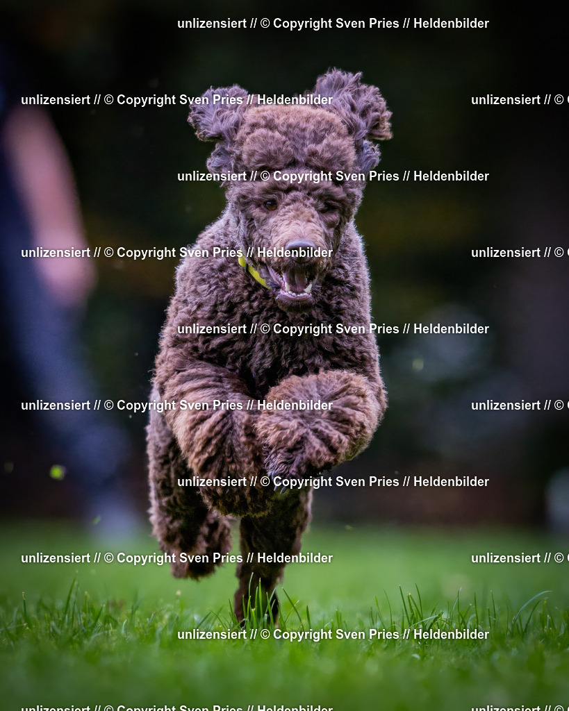 Sven Pries | 2024-10-19 - Hunderennen Ober-Grombach - Realisiert mit Pictrs.com