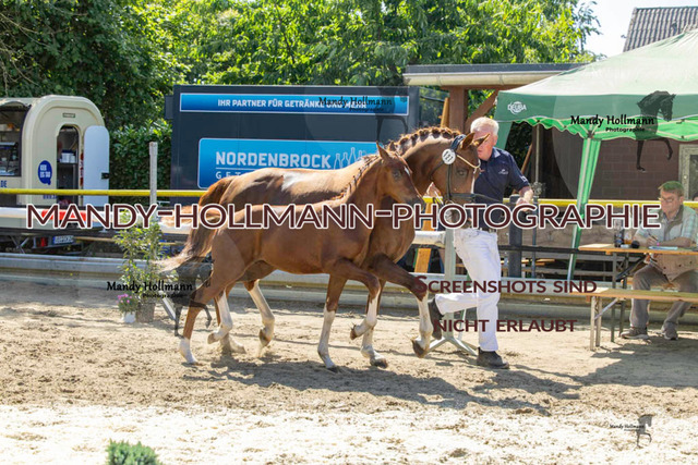 Reitponys-1091 | mandyhollmannphotographie