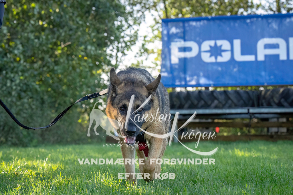 1022--7 | kk-dogfotos