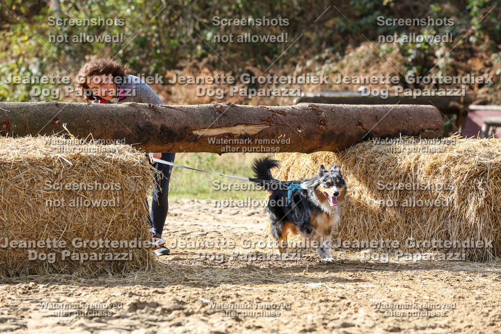 Dog Paparazzi - Strongdog 10-25-5719 | Dog Paparazzi Jeanette Grottendiek Fotografie & Videografie - Realisiert mit Pictrs.com