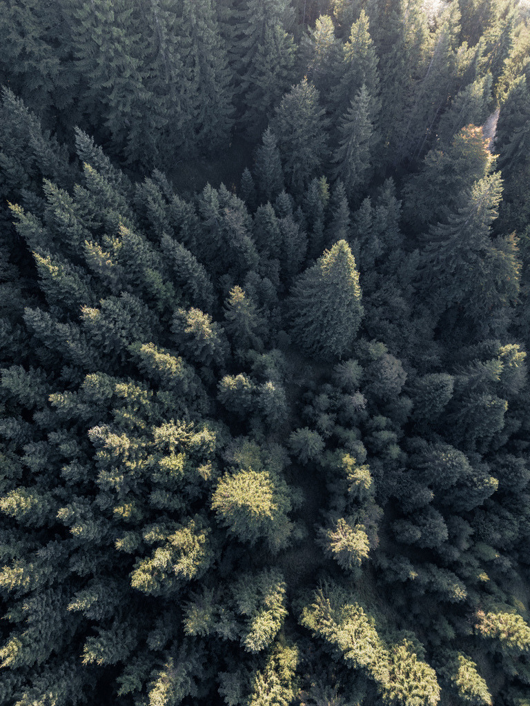Wald aus der Vogelperspektive | Ein dichter Nadelwald zeigt sich aus der senkrechten Vogelperspektive als grafisches Muster aus dunklen und hellen Baumkronen. Einzelne Lichtflächen setzen natürliche Akzente in der geschlossenen Waldstruktur. - Realisiert mit Pictrs.com