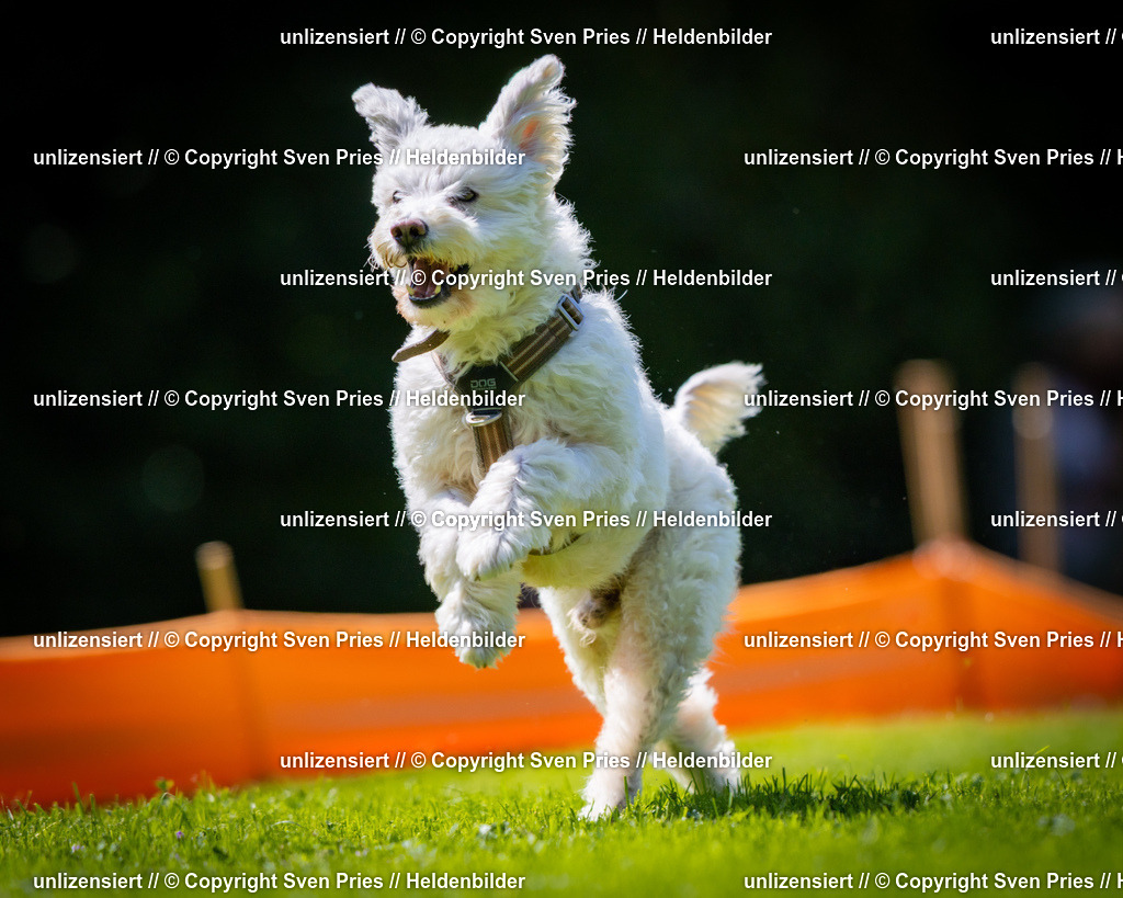 Sven Pries | 2025-08-10 - Hunderennen Durlach - Realisiert mit Pictrs.com