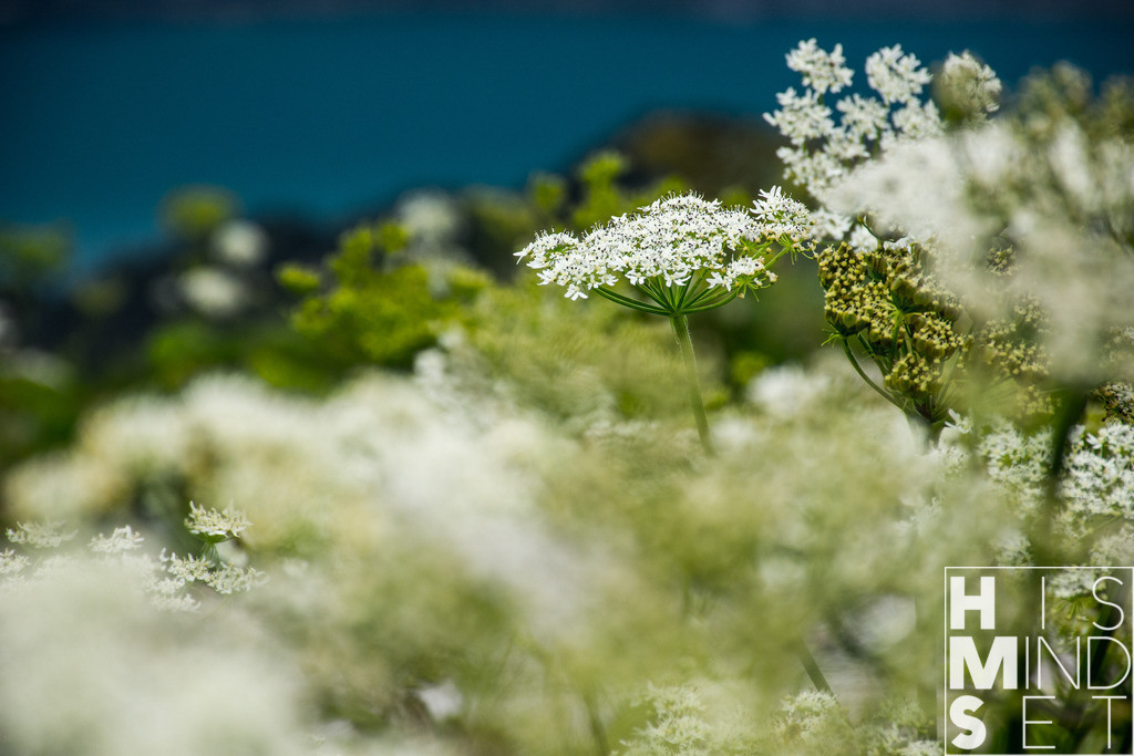 Blütenmeer | Sichere dir dein Lieblingsbild von HISMINDSET als Print für dein Zuhause oder das Büro! - Realisiert mit Pictrs.com